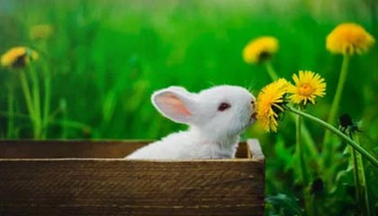 赵县伴游，定制QQ：3494206190微信：act1322